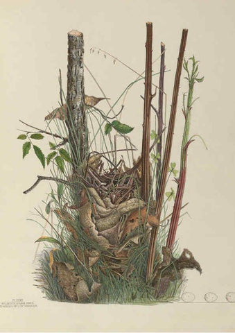 Reproducción/Reproduction 6056087928: Illustrations of the nests and eggs of birds of Ohio. v.1. Circleville, Ohio, U.S.A. :[s.n.],1886 