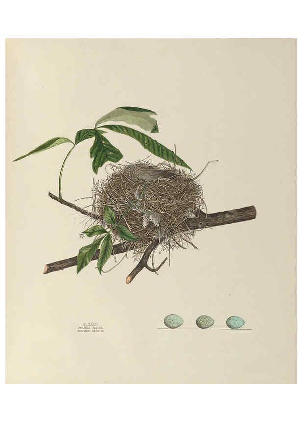 Reproducción/Reproduction 6056088426: Illustrations of the nests and eggs of birds of Ohio. v.1. Circleville, Ohio, U.S.A. :[s.n.],1886 