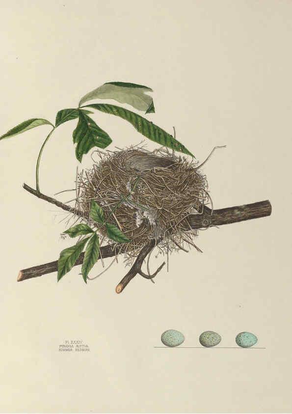 Reproducción/Reproduction 6056088426: Illustrations of the nests and eggs of birds of Ohio. v.1. Circleville, Ohio, U.S.A. :[s.n.],1886 