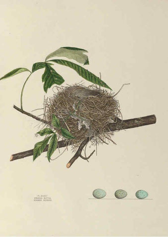 Reproducción/Reproduction 6056088426: Illustrations of the nests and eggs of birds of Ohio. v.1. Circleville, Ohio, U.S.A. :[s.n.],1886 