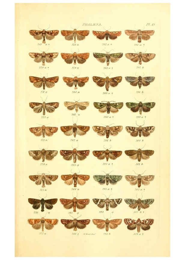 Reproducción/Reproduction 6055590475: Index entomologicus London :William Wood,1839