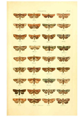 Reproducción/Reproduction 6055590475: Index entomologicus London :William Wood,1839