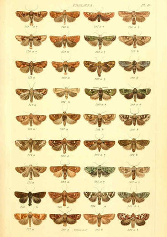 Reproducción/Reproduction 6055590475: Index entomologicus London :William Wood,1839