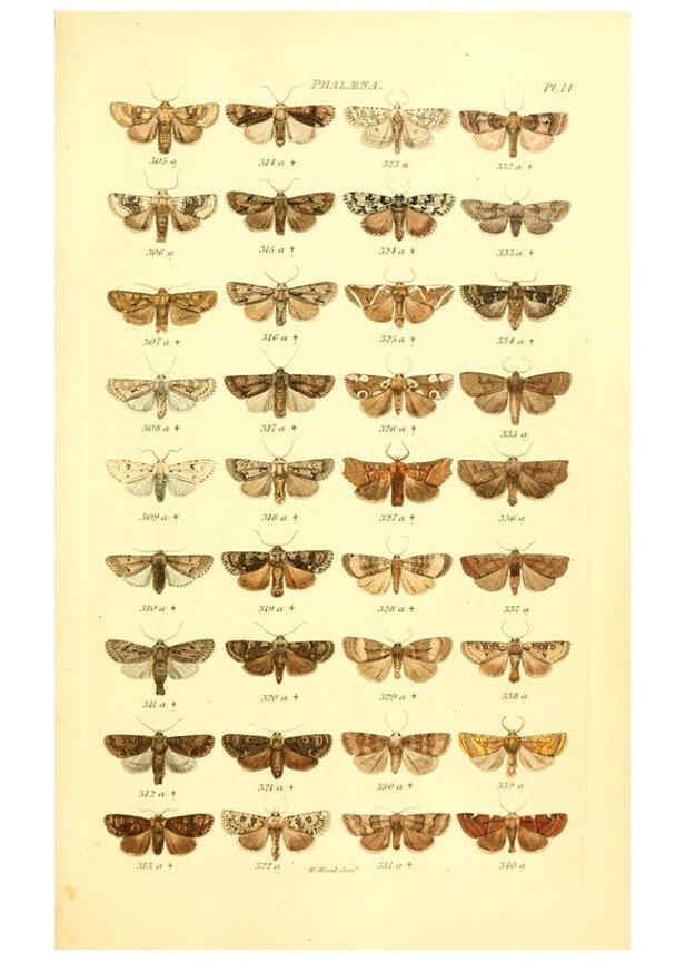 Reproducción/Reproduction 6055590687: Index entomologicus London :William Wood,1839