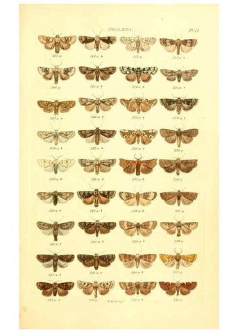 Reproducción/Reproduction 6055590687: Index entomologicus London :William Wood,1839