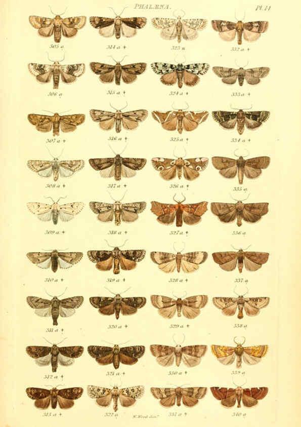 Reproducción/Reproduction 6055590687: Index entomologicus London :William Wood,1839