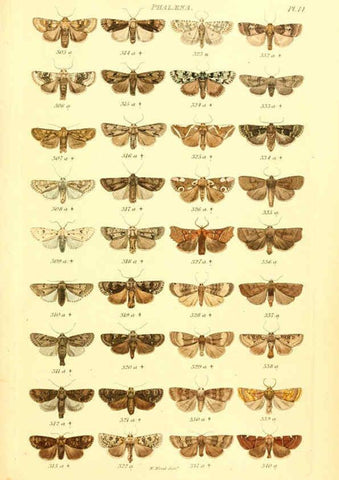 Reproducción/Reproduction 6055590687: Index entomologicus London :William Wood,1839