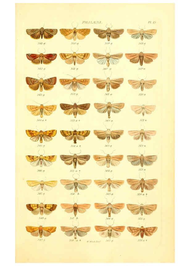 Reproducción/Reproduction 6056137272: Index entomologicus London :William Wood,1839