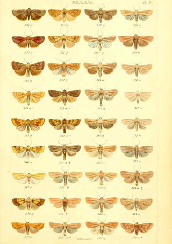 Reproducción/Reproduction 6056137272: Index entomologicus London :William Wood,1839