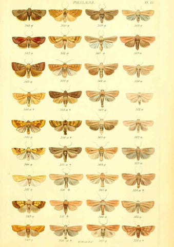 Reproducción/Reproduction 6056137272: Index entomologicus London :William Wood,1839