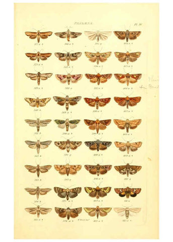 Reproducción/Reproduction 6055591047: Index entomologicus London :William Wood,1839