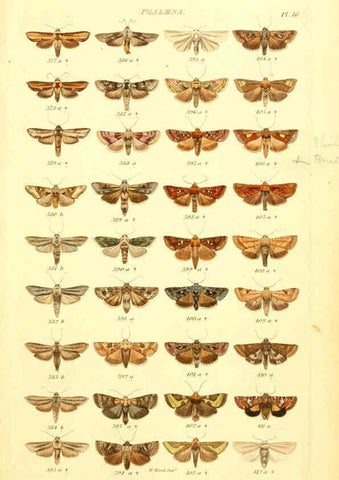 Reproducción/Reproduction 6055591047: Index entomologicus London :William Wood,1839