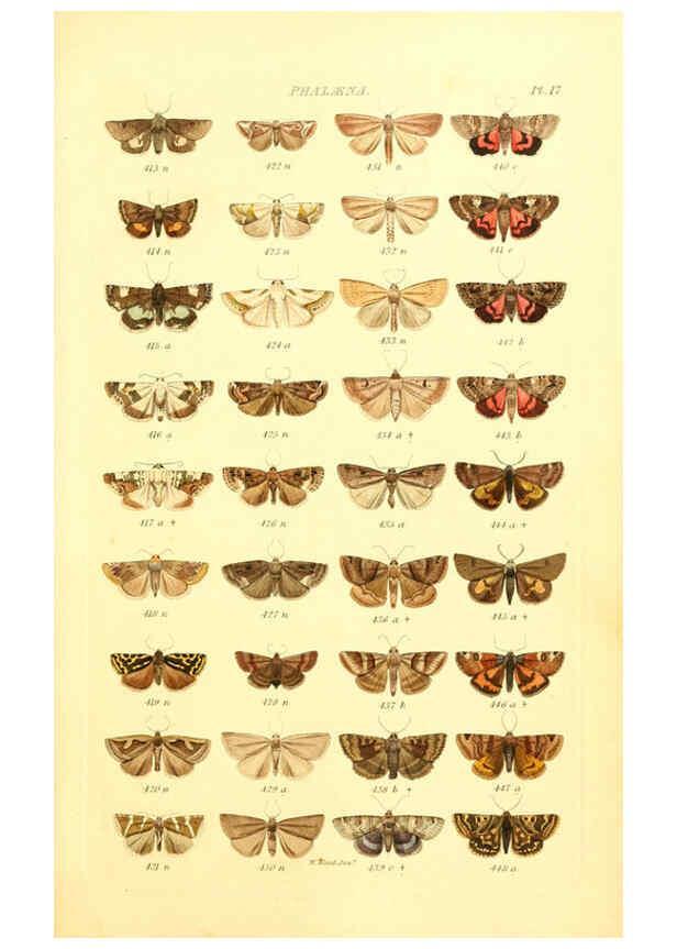 Reproducción/Reproduction 6056137680: Index entomologicus London :William Wood,1839