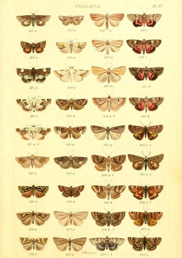 Reproducción/Reproduction 6056137680: Index entomologicus London :William Wood,1839