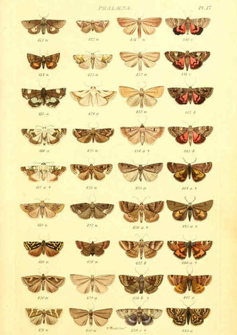 Reproducción/Reproduction 6056137680: Index entomologicus London :William Wood,1839