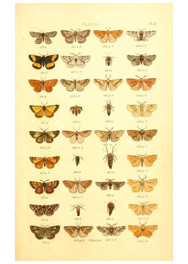 Reproducción/Reproduction 6056137970: Index entomologicus London :William Wood,1839