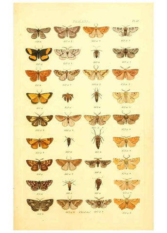 Reproducción/Reproduction 6056137970: Index entomologicus London :William Wood,1839