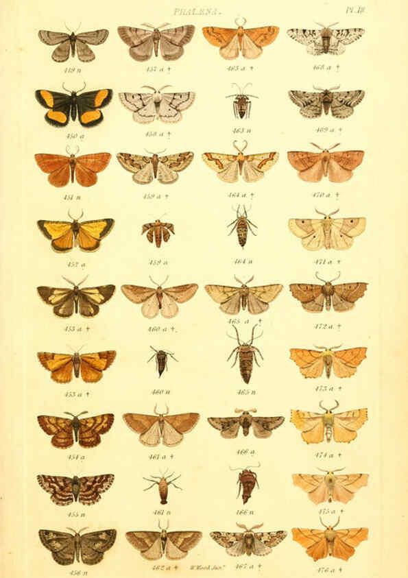 Reproducción/Reproduction 6056137970: Index entomologicus London :William Wood,1839