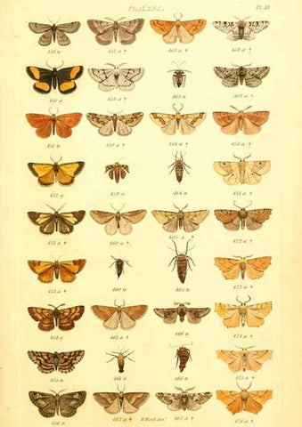Reproducción/Reproduction 6056137970: Index entomologicus London :William Wood,1839