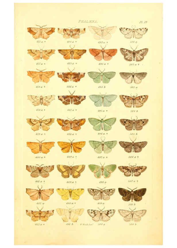 Reproducción/Reproduction 6055591947: Index entomologicus London :William Wood,1839