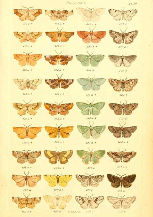Reproducción/Reproduction 6055591947: Index entomologicus London :William Wood,1839
