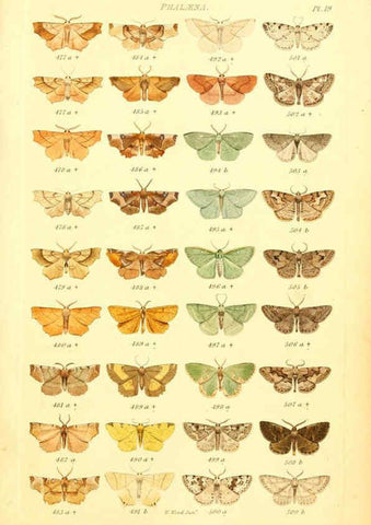 Reproducción/Reproduction 6055591947: Index entomologicus London :William Wood,1839