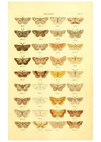 Reproducción/Reproduction 6055592333: Index entomologicus London :William Wood,1839
