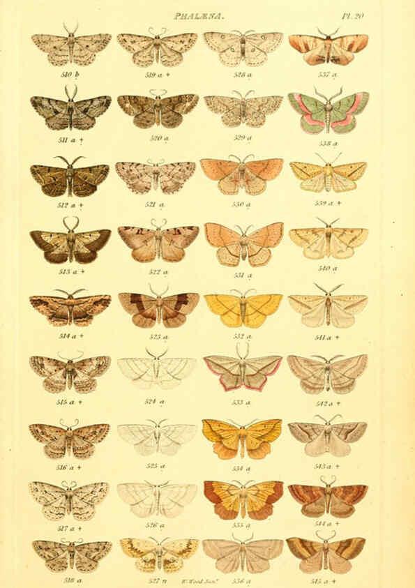 Reproducción/Reproduction 6055592333: Index entomologicus London :William Wood,1839