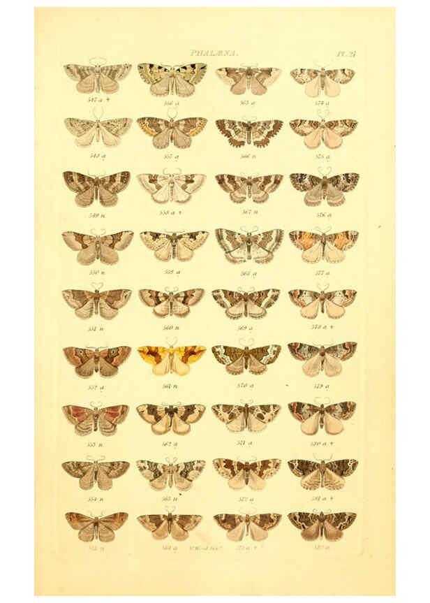 Reproducción/Reproduction 6055592615: Index entomologicus London :William Wood,1839