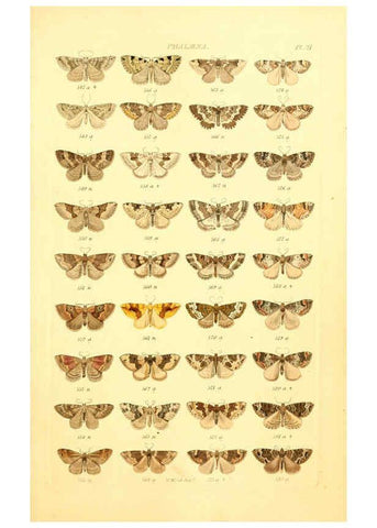 Reproducción/Reproduction 6055592615: Index entomologicus London :William Wood,1839