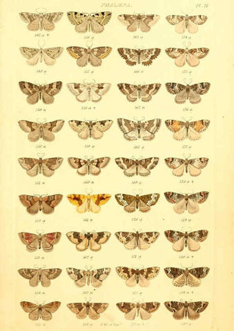 Reproducción/Reproduction 6055592615: Index entomologicus London :William Wood,1839