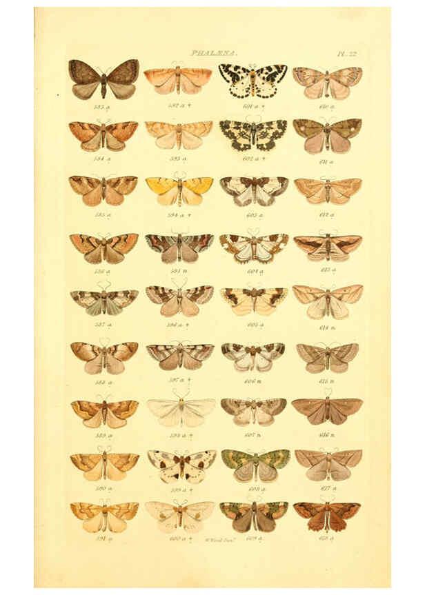 Reproducción/Reproduction 6056139422: Index entomologicus London :William Wood,1839