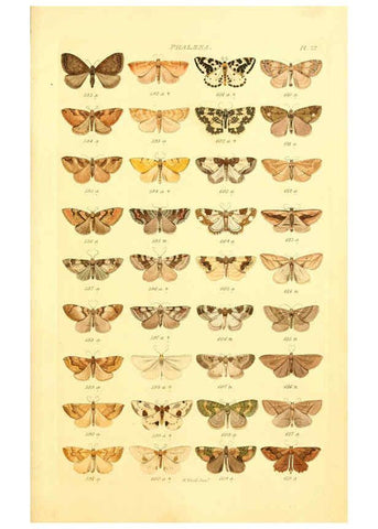 Reproducción/Reproduction 6056139422: Index entomologicus London :William Wood,1839