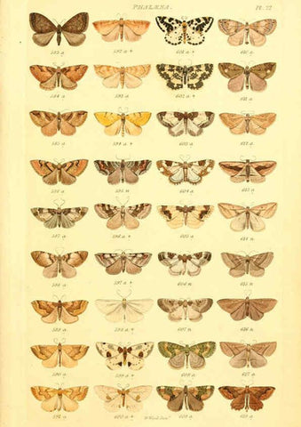 Reproducción/Reproduction 6056139422: Index entomologicus London :William Wood,1839