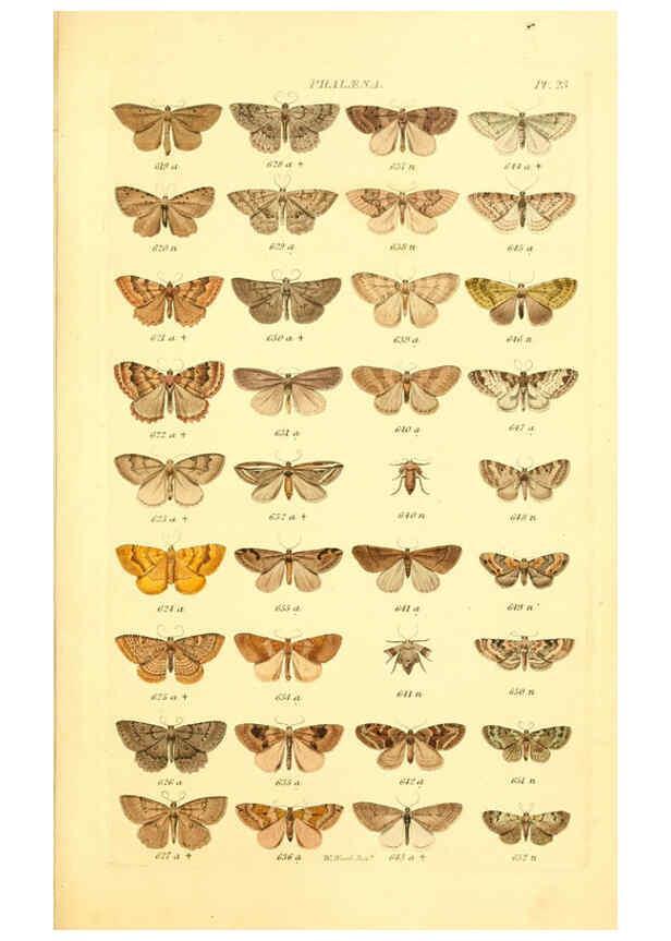 Reproducción/Reproduction 6055593167: Index entomologicus London :William Wood,1839