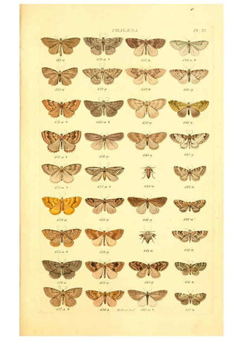 Reproducción/Reproduction 6055593167: Index entomologicus London :William Wood,1839