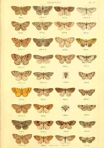 Reproducción/Reproduction 6055593167: Index entomologicus London :William Wood,1839