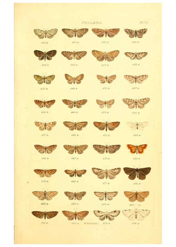 Reproducción/Reproduction 6055593429: Index entomologicus London :William Wood,1839