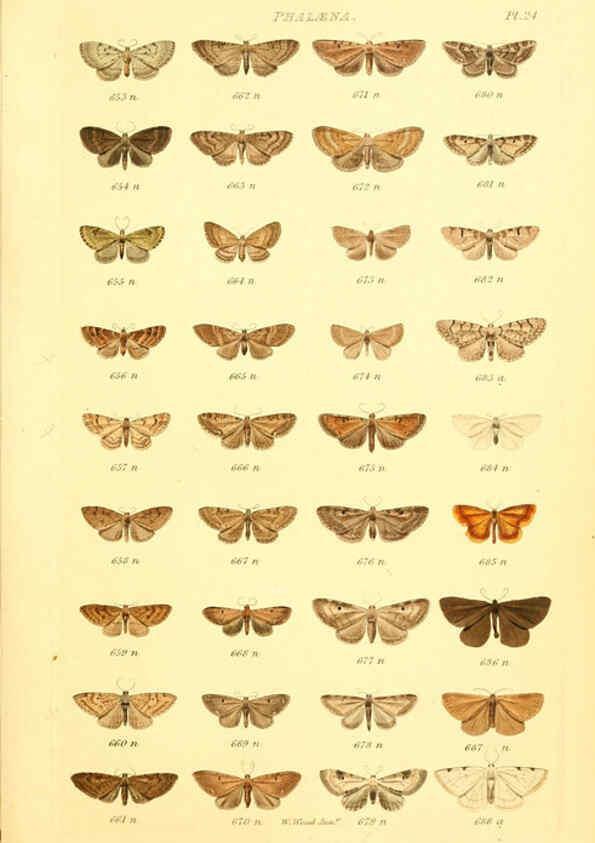 Reproducción/Reproduction 6055593429: Index entomologicus London :William Wood,1839