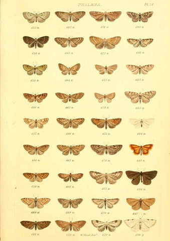 Reproducción/Reproduction 6055593429: Index entomologicus London :William Wood,1839