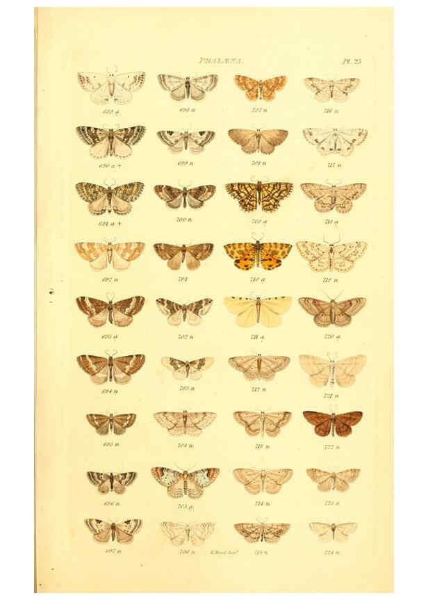 Reproducción/Reproduction 6055593651: Index entomologicus London :William Wood,1839