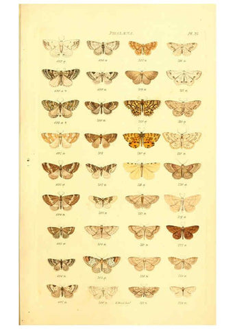 Reproducción/Reproduction 6055593651: Index entomologicus London :William Wood,1839