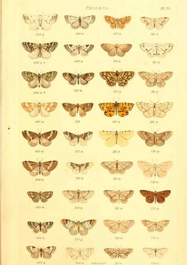 Reproducción/Reproduction 6055593651: Index entomologicus London :William Wood,1839