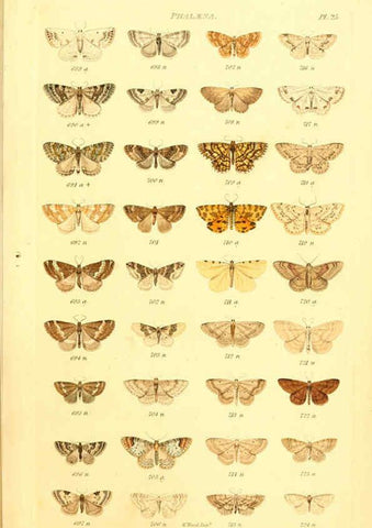 Reproducción/Reproduction 6055593651: Index entomologicus London :William Wood,1839