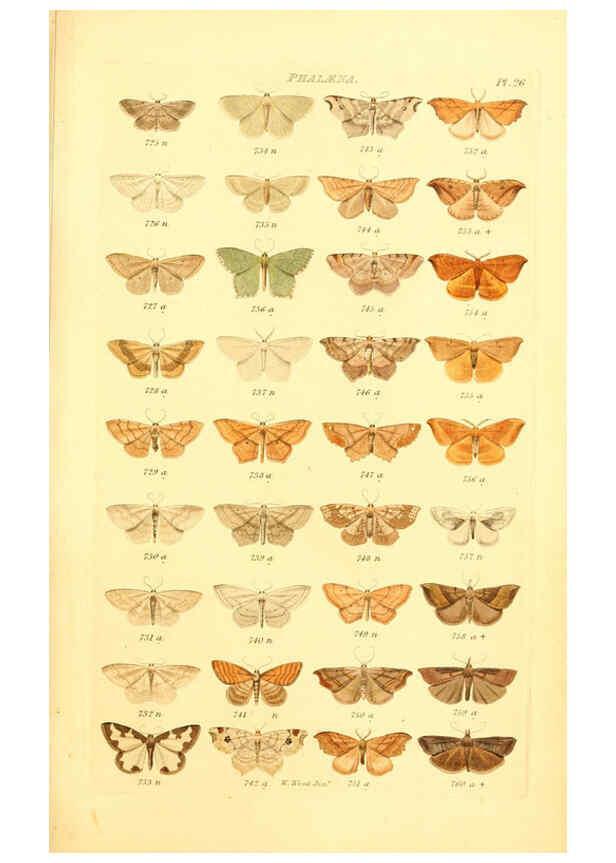 Reproducción/Reproduction 6056140376: Index entomologicus London :William Wood,1839