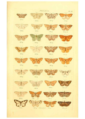 Reproducción/Reproduction 6056140376: Index entomologicus London :William Wood,1839