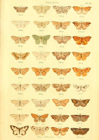 Reproducción/Reproduction 6056140376: Index entomologicus London :William Wood,1839