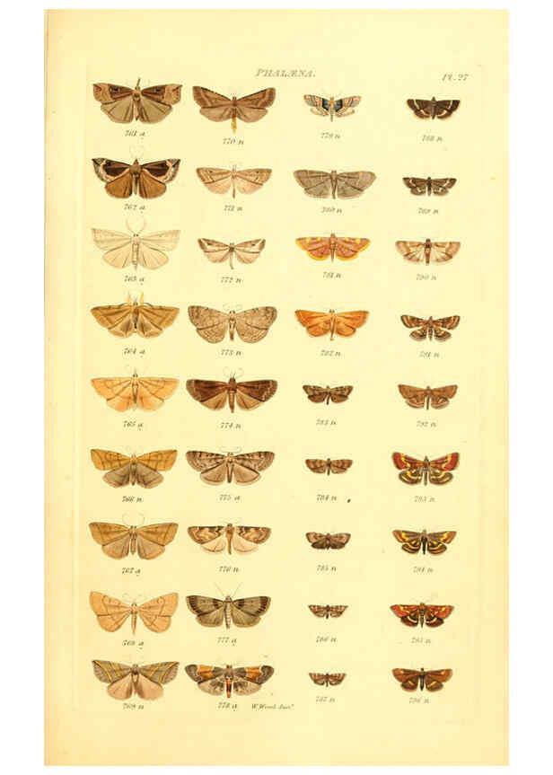 Reproducción/Reproduction 6055594199: Index entomologicus London :William Wood,1839