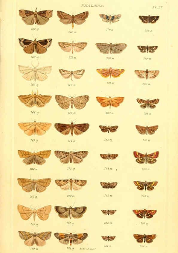 Reproducción/Reproduction 6055594199: Index entomologicus London :William Wood,1839