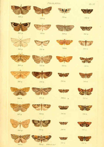 Reproducción/Reproduction 6055594199: Index entomologicus London :William Wood,1839